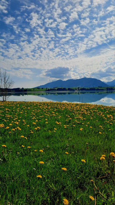Säuling am Morgen