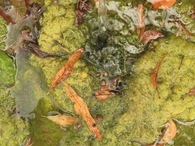 the beauty of algae
