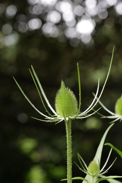 Himmelwärts