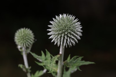 Stachelball