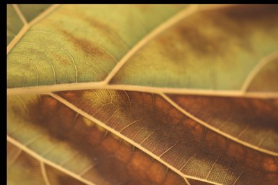 Herbst