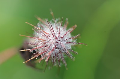Taukugel