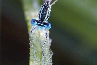 Libelle im Morgentau