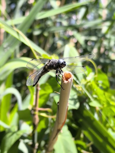 Libelle