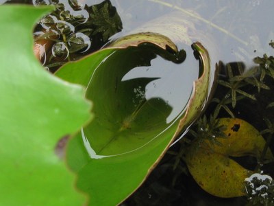 Wasserblatt