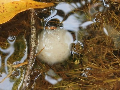 Knäuel im Wasser