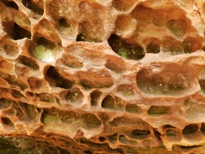 Lithotrypophilie