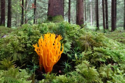 Gelbe Wiesenkoralle