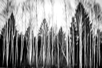 013 Sandra Ilmberger (WOR) - Ghost Forest.jpg